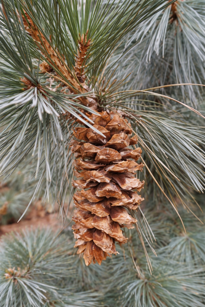 Pinus flexilis ’Cessarini Blue’